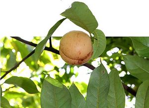 Myristica fragrans fruit TRAMIL.jpg