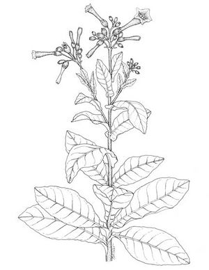 Nicotiana tabacum dessin TRAMIL.jpg