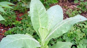 Nicotiana tabacum feuilles TRAMIL.jpg