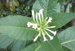 Nicotiana tabacum fleurs TRAMIL.jpg