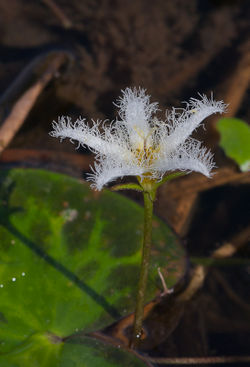 alt=Description de l'image Nymphoides humboldtiana fleur Olivier Gaubert 5.jpg.