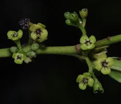 alt=Description de l'image ob_ab67d4_siparuna-poeppigii-12 inflorescences Hervé Galliffet.JPG.