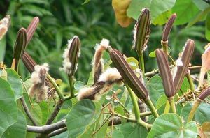 Ochroma pyramidale fruits TRAMIL.jpg