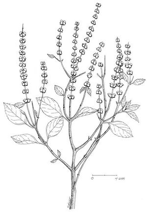 Ocimum basilicum dessin TRAMIL.jpg