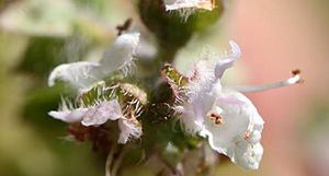 Ocimum basilicum fleurs 2 TRAMIL.jpg