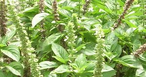 Ocimum basilicum plante TRAMIL.jpg