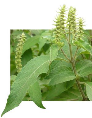 Ocimum gratissimum fleurs TRAMIL.jpg