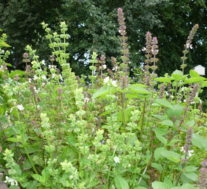 Ocimum gratissimum plante TRAMIL.jpg