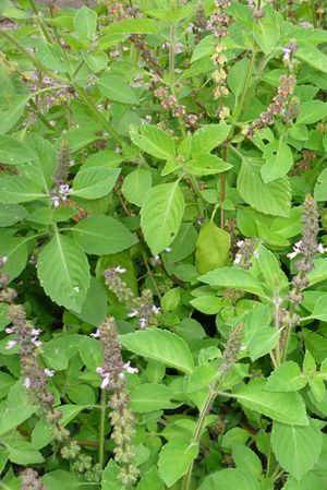 Ocimum sanctum fleurs 2 TRAMIL.jpg