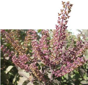 Ocimum sanctum fleurs TRAMIL.jpg