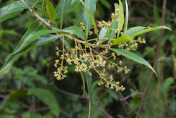 alt=Description de l'image Ocotea guianensis7 inflorescence Olivier Gaubert.jpg.