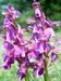 Orchis-morio-morio Scheuerer-2 BIB.jpg