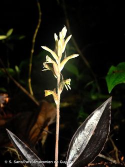 alt=Description de l'image Pelexia goninensis plante Sébastien Sant.jpg.