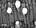 Thumbnail for version as of 22:33, 25 July 2015