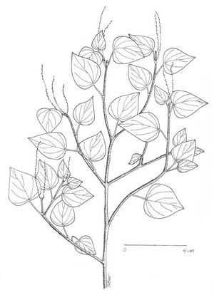 Peperomia pellucida dessin TRAMIL.jpg