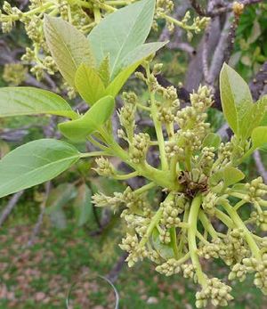 Persea americana fleurs TRAMIL.jpg