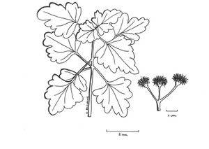 Phania matricarioides dessin TRAMIL.jpg