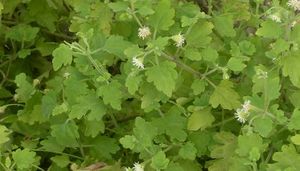 Phania matricarioides plante TRAMIL.jpg