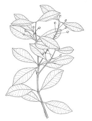 Pimenta dioica dessin TRAMIL.jpg