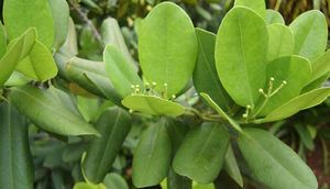 Pimenta racemosa feuilles TRAMIL.jpg