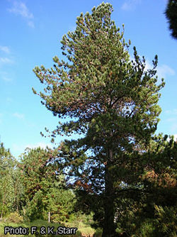 alt=Description de l'image Pinus caribaea habit Starr.jpg.