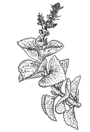 Plectranthus amboinicus dessin TRAMIL.jpg