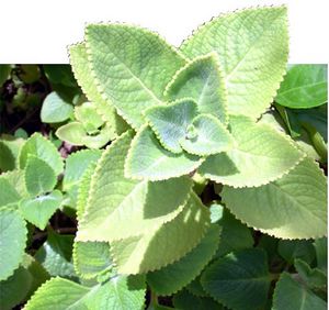 Plectranthus amboinicus feuilles TRAMIL.jpg