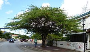 Prosopis juliflora arbre TRAMIL.jpg