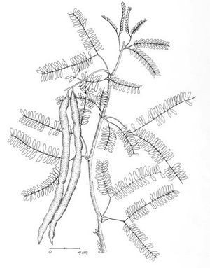 Prosopis juliflora dessin TRAMIL.jpg