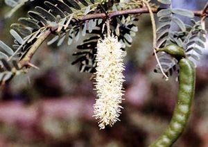 Prosopis juliflora fleurs TRAMIL.jpg