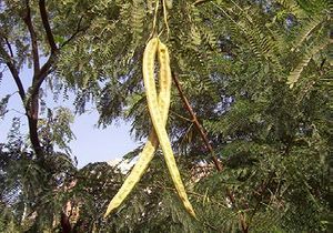 Prosopis juliflora fruits 1 TRAMIL.jpg