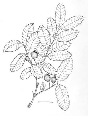 Psidium guajava dessin TRAMIL.jpg