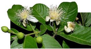 Psidium guajava fleurs TRAMIL.jpg