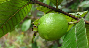 Psidium guajava fruit TRAMIL.jpg