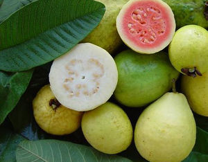 Psidium guajava fruits coupés TRAMIL.jpg