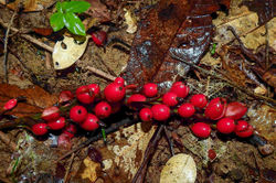 alt=Description de l'image Renealmia-guianensis2 Sébastien Sant.jpg.