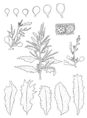 sargassum seaweed diagram