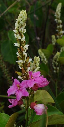 alt=Description de l'image Schnella kunthiana inflorescence Lachaussetterouge.jpg.