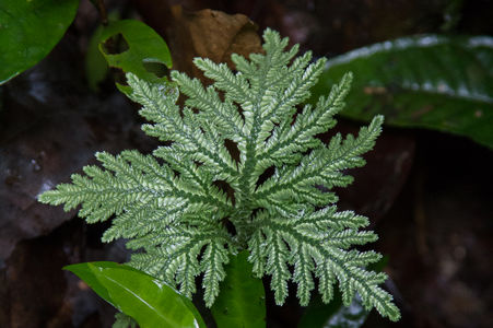 Selaginella-radiata6 Olivier Gaubert.jpg