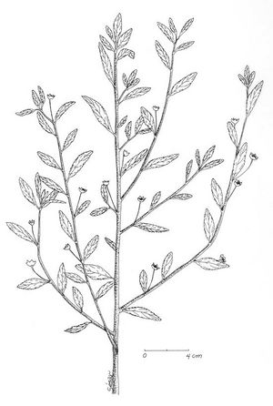 Sida rhombifolia dessin TRAMIL.jpg