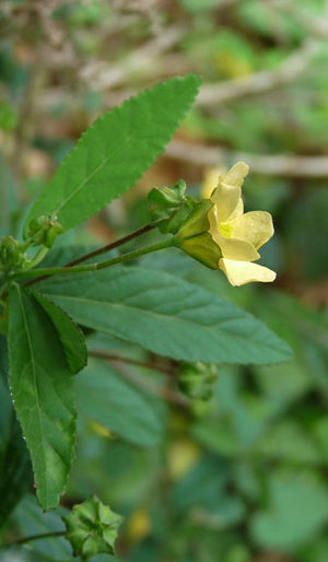 Sida rhombifolia feuilles TRAMIL.jpg