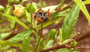 Sida rhombifolia plante TRAMIL.jpg