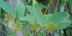alt=Description de l'image Smilax anceps 1 Zimbabweflora.jpg.