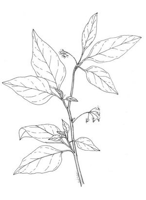 Solanum americanum dessin TRAMIL.jpg