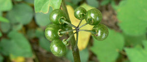 Solanum americanum fruits verts TRAMIL.jpg