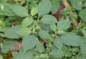 Solanum americanum plante TRAMIL.jpg