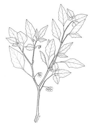 Solanum nigrescens dessin TRAMIL.jpg