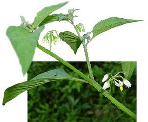 Solanum nigrescens fleurs TRAMIL.jpg