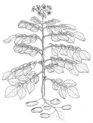 Solanum tuberosum dessin TRAMIL.jpg