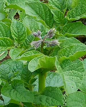 Solanum tuberosum plante TRAMIL.jpg